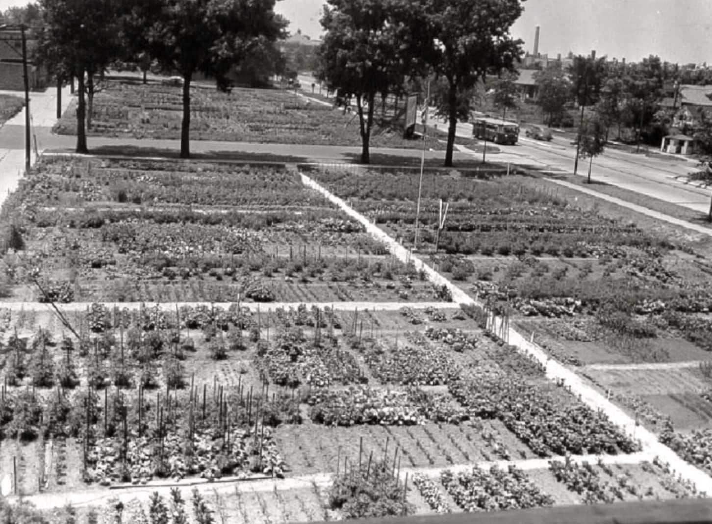 A Victory Garden, Chicago 